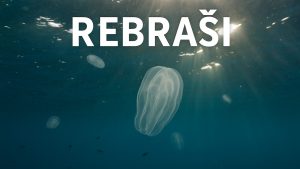 rebraši