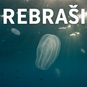 rebraši