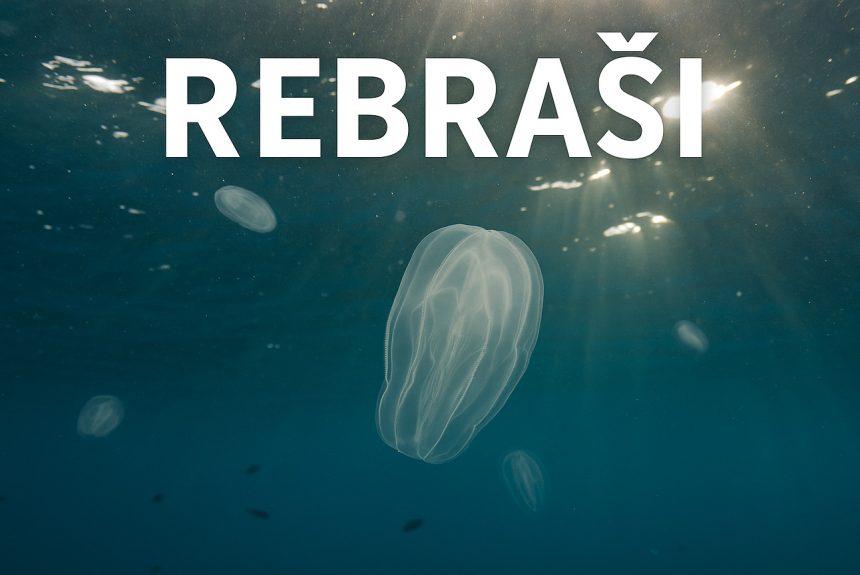 rebraši