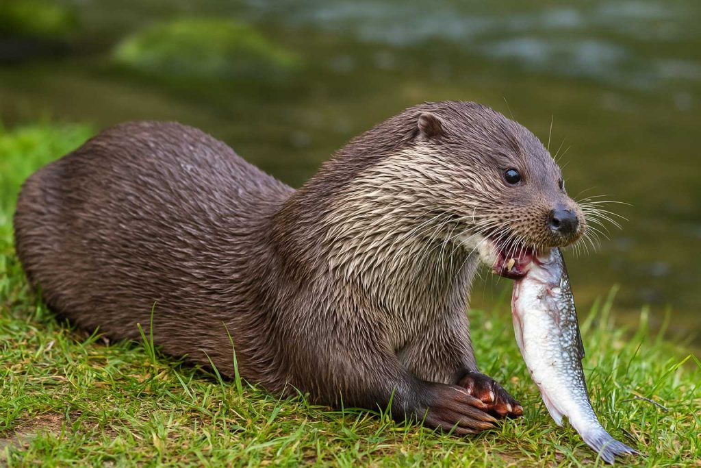vidra, lutra lutra