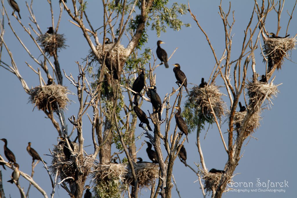 Veliki vranac, kormoran, Phalacrocorax carbo, kolonija, gnijezdo, gniježđenje, kopački rit