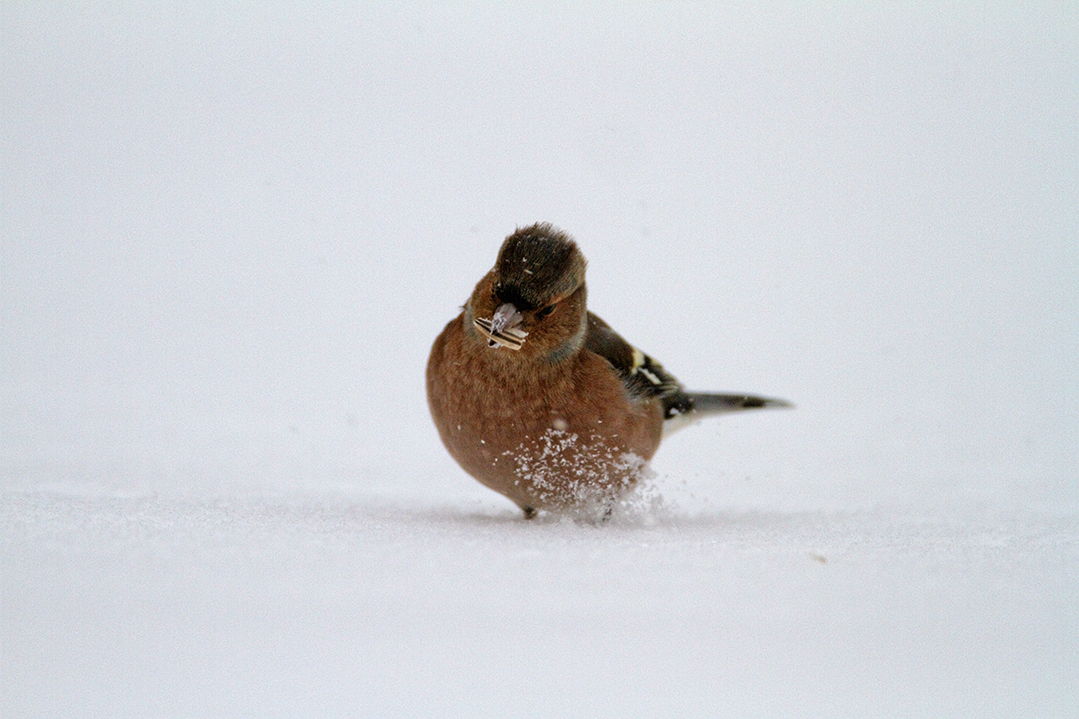 Kako ptice pjevice preživljavaju zimu?