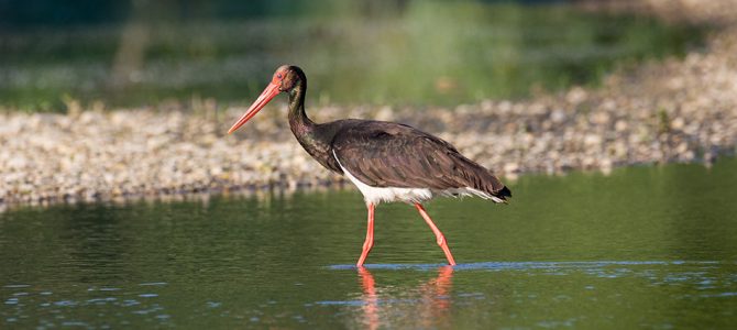 Crna roda (Ciconia nigra) Crna roda (Ciconia nigra)