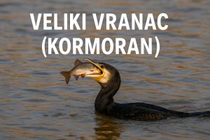 Veliki vranac, kormoran, Phalacrocorax carbo
