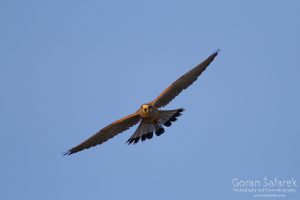 Vjetruša, Falco tinnunculus