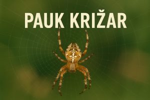 Araneus diadematus, pauk križar