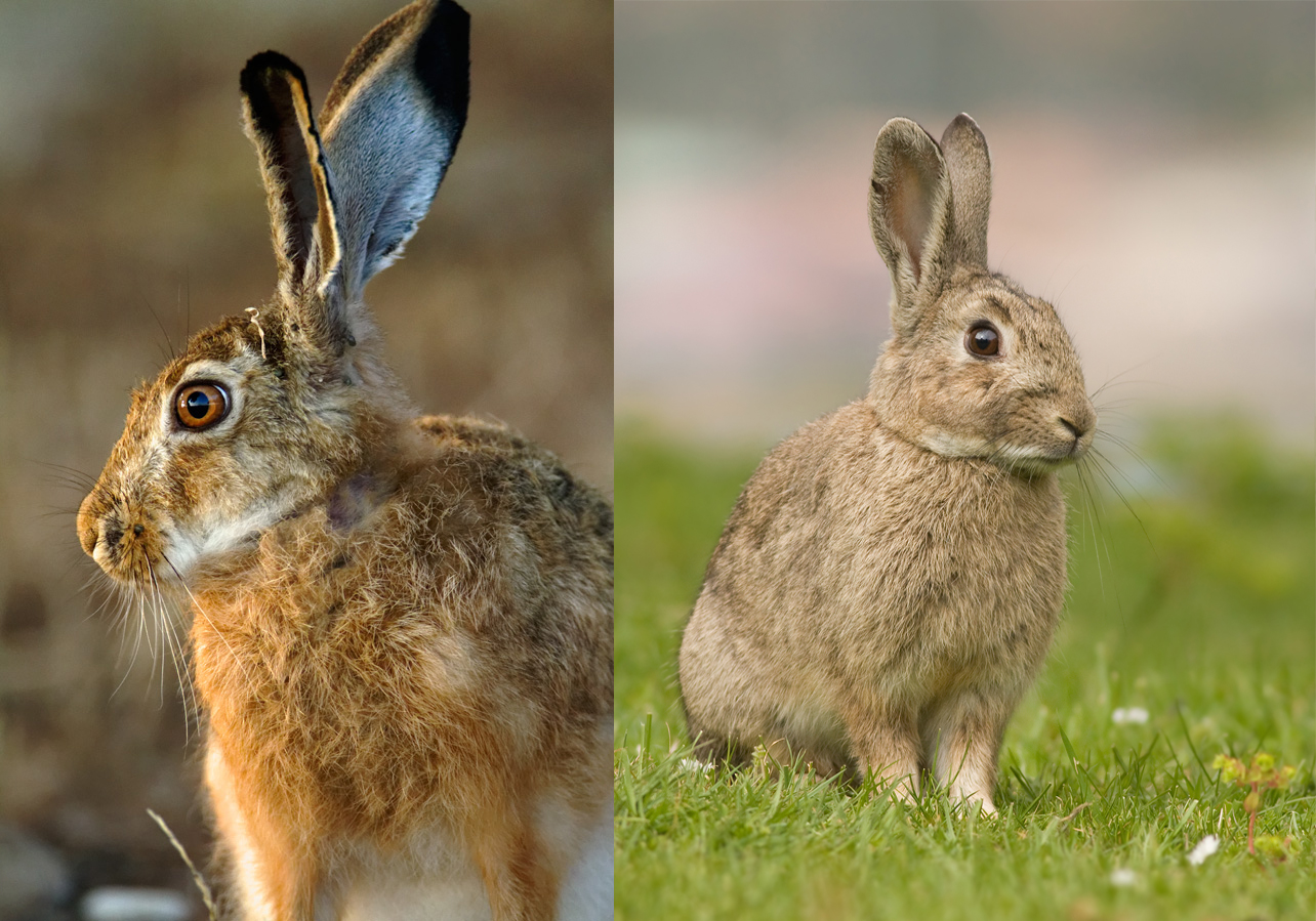 Kunić ili zec? Kako ih razlikujemo