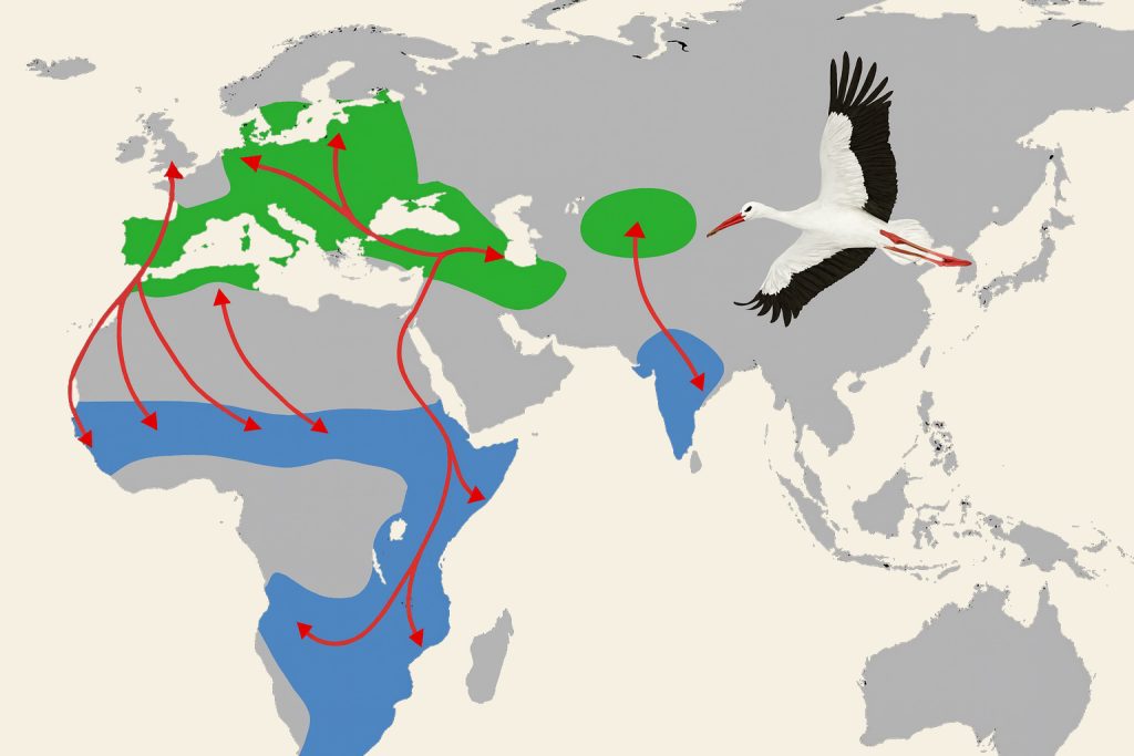 ciconia alba, bijela roda, selidbe ptica