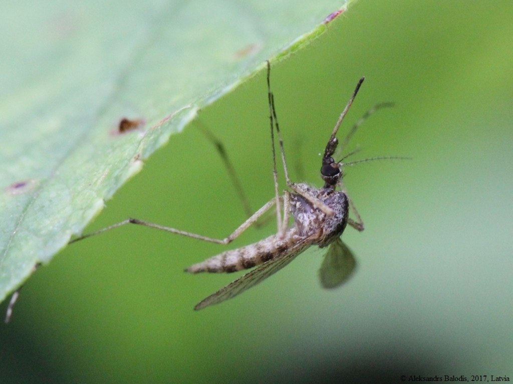 Komarci – krvopije naših šuma i močvara, ali i gradova