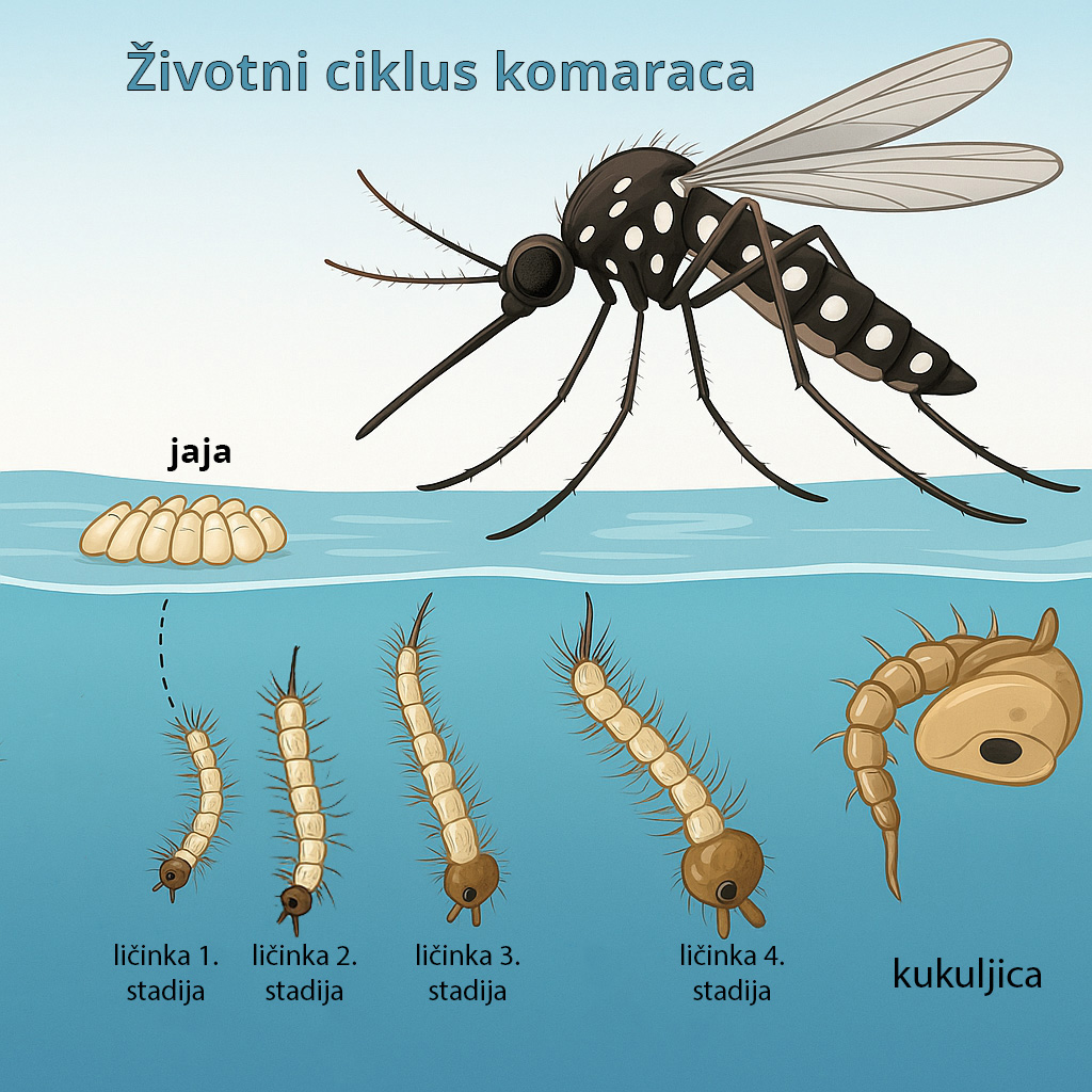 životni ciklus komaraca, razmnožavanje, komarac, komarci