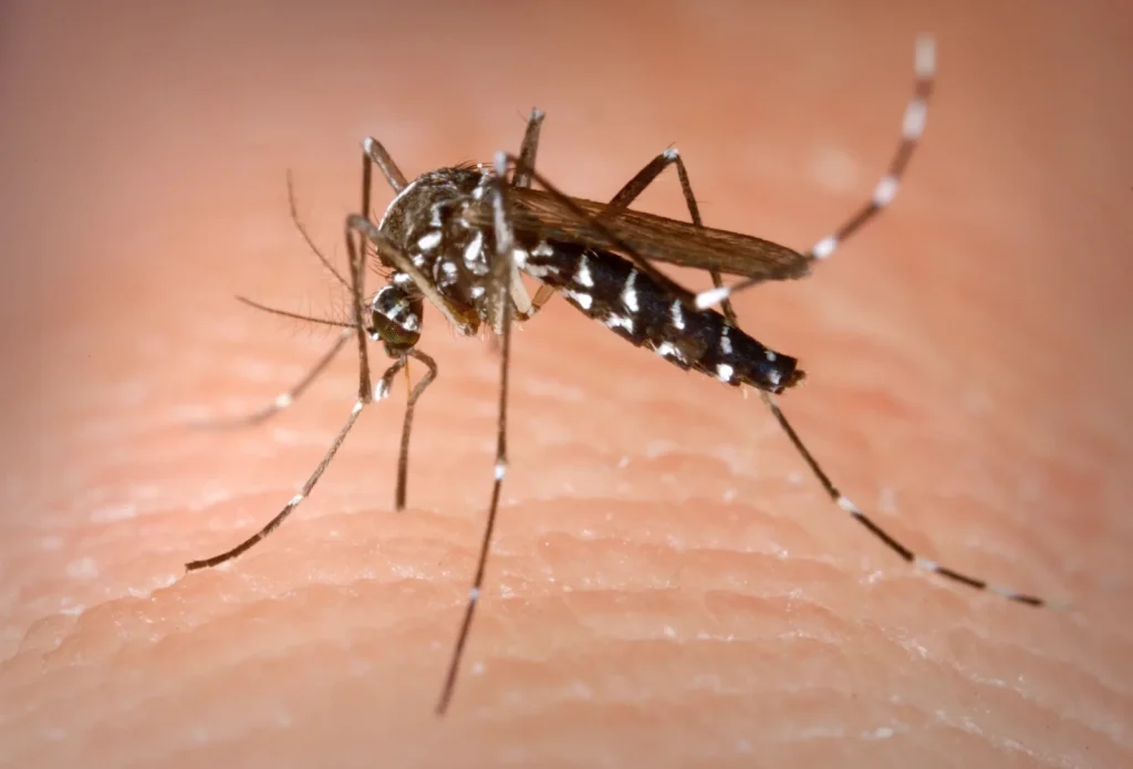 tigrasti komarac (Aedes albopictus) 