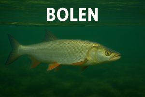 bolen, aspius aspius, bucov