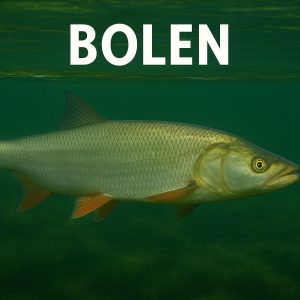 bolen, aspius aspius, bucov