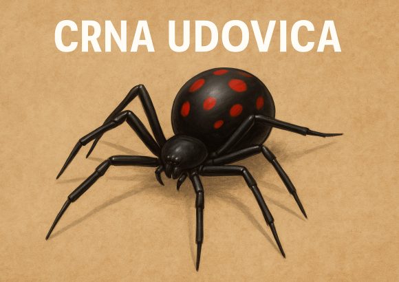 Crna udovica Latrodectus tredecimguttatus,