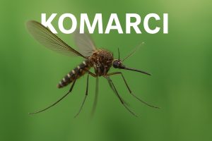 komarci, komarac