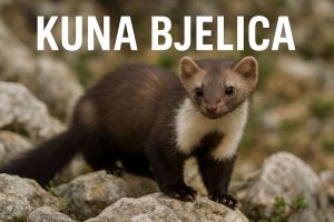 kuna bjelica, Martes foina