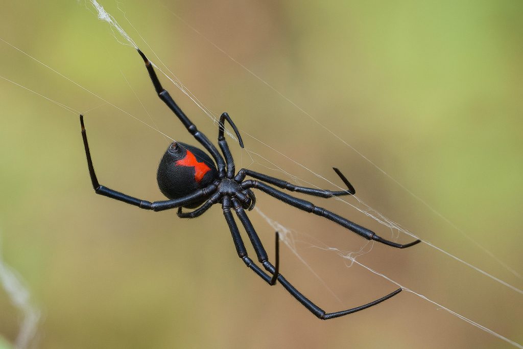 Crna udovica Latrodectus tredecimguttatus, mreža