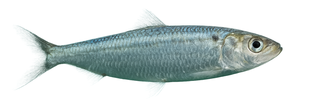 srdela, sardina, Sardina pilchardus