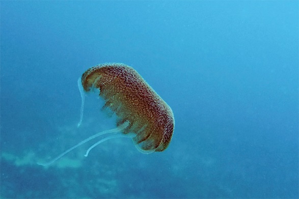 Benovićeva meduza, Pelagia benovici, more,jadransko, pelagijal