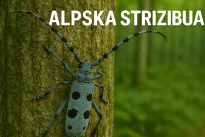 Alpska strizibuba, Rosalia alpina