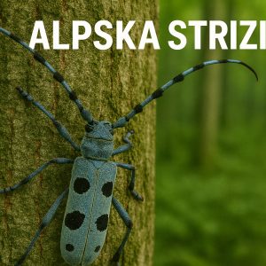 Alpska strizibuba, Rosalia alpina