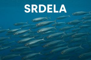 srdela, sardina, Sardina pilchardus