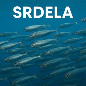 srdela, sardina, Sardina pilchardus