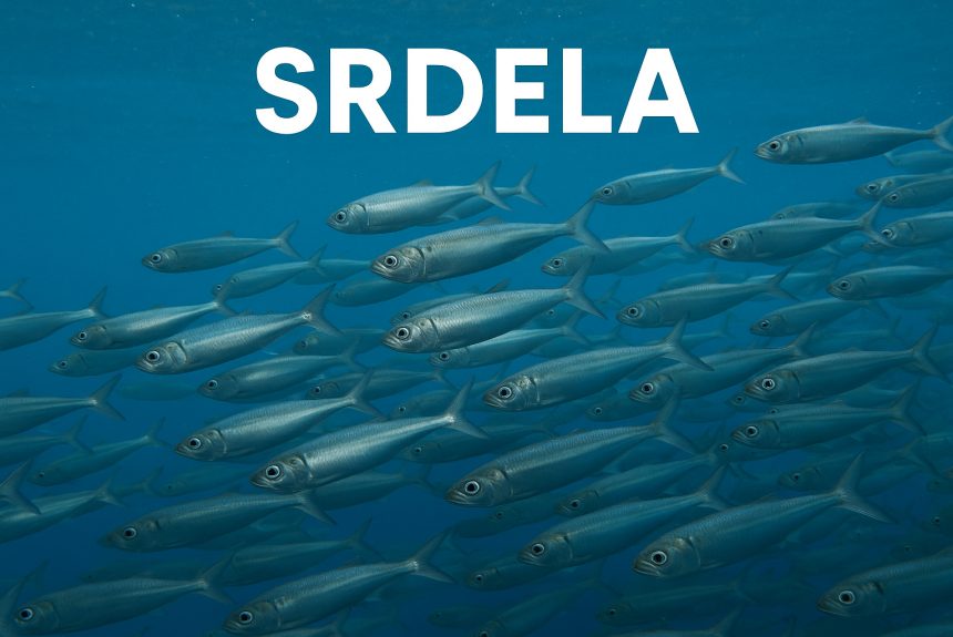 srdela, sardina, Sardina pilchardus