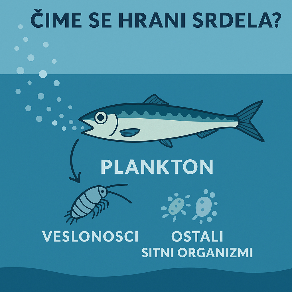 srdela, sardina, Sardina pilchardus