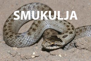 Smukulja, Coronella austriaca, zmije