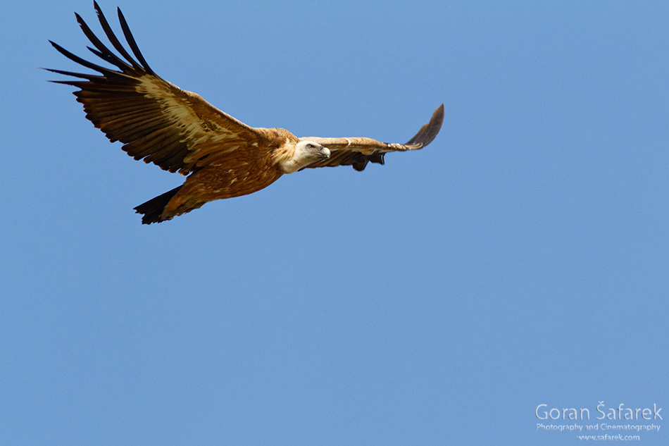 Bjeloglavi sup, Gyps fulvus, ptice, strvinari