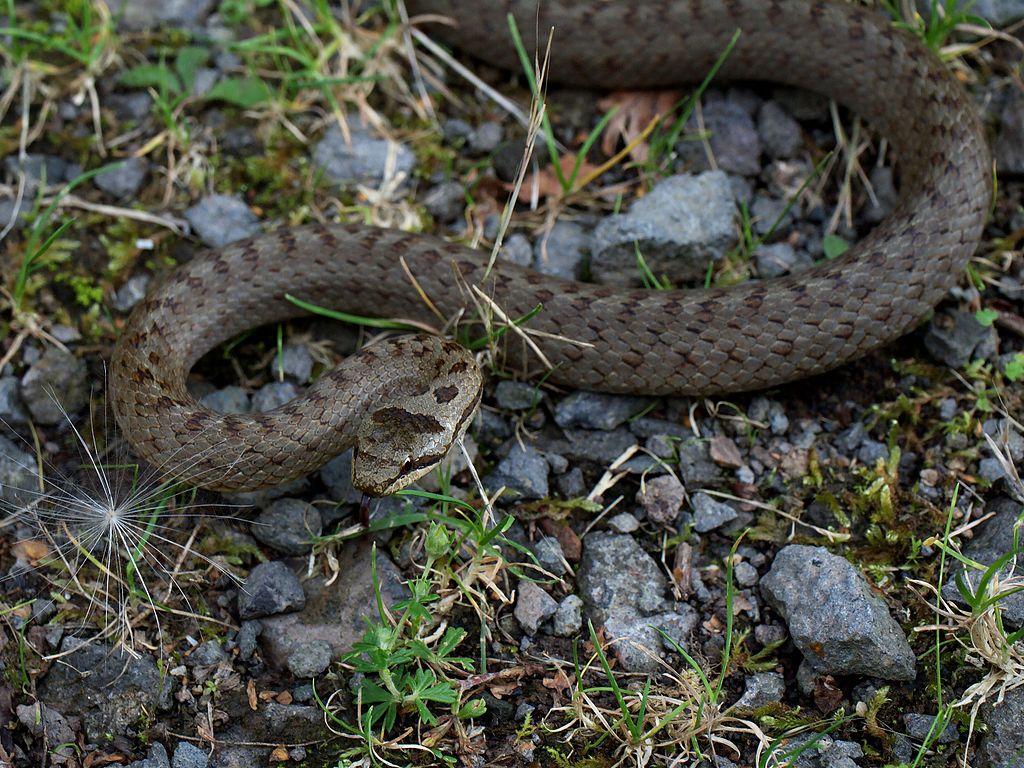 Smukulja – mala, ali agresivna zmija