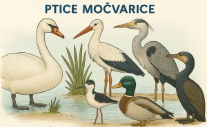 ptice močvarice