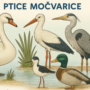 ptice močvarice