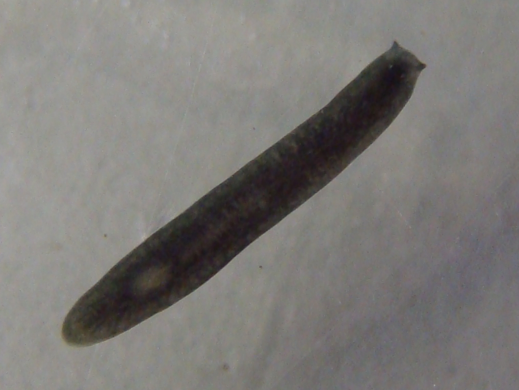 Virnjaci (Turbellaria)