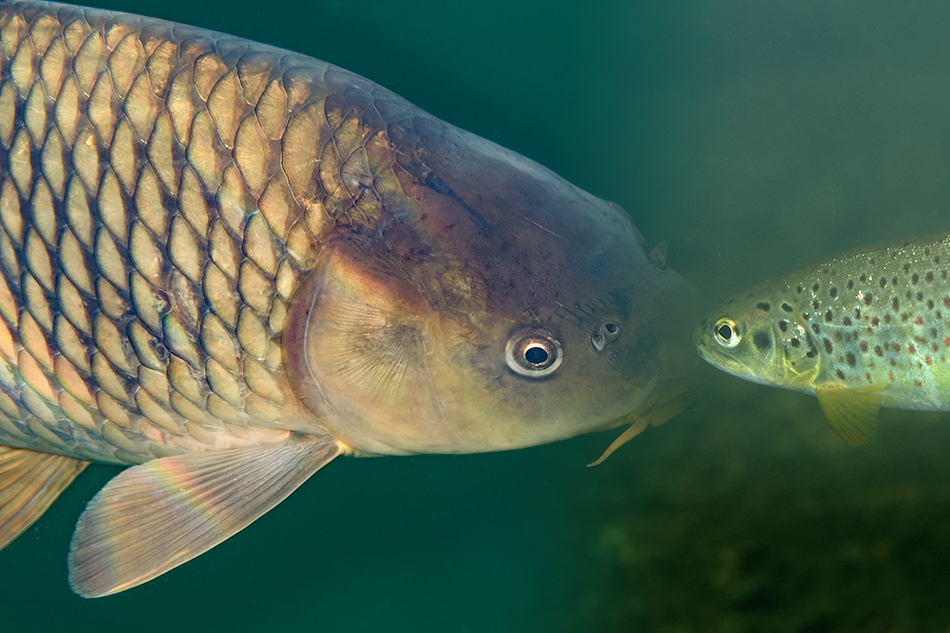 Slatkovodne ribe Hrvatske – riznice endema!