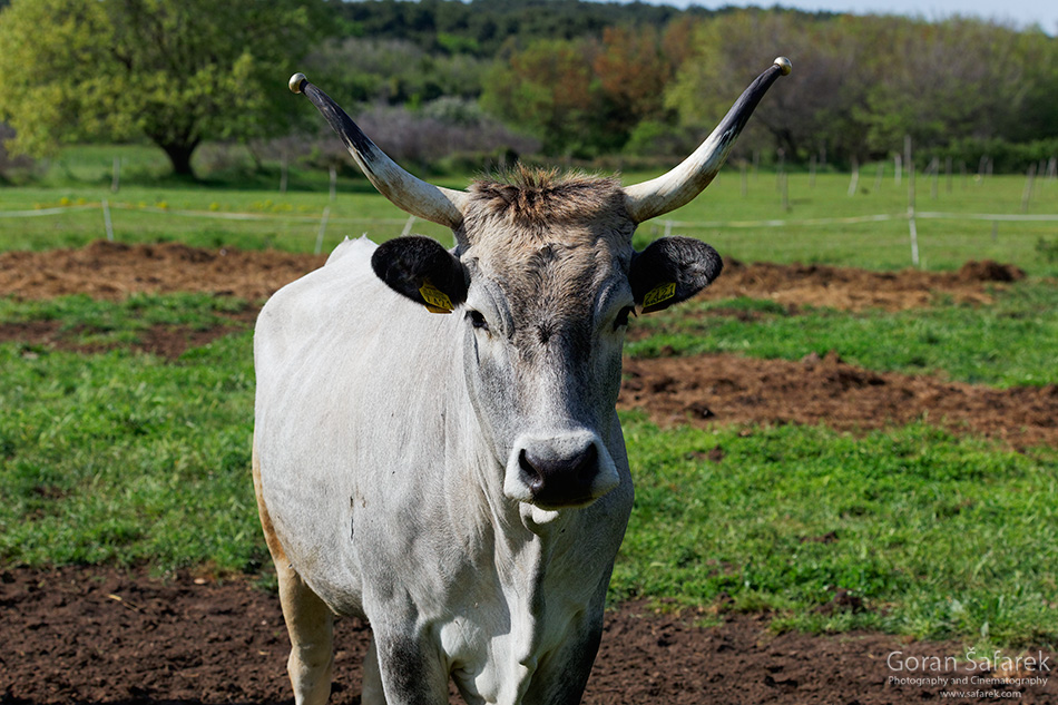 autohtono istarsko govedo
