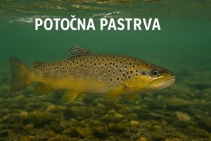 potočna pastrva, salmo trutta