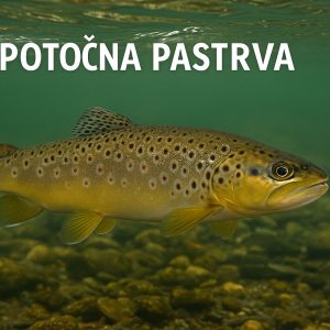 potočna pastrva, salmo trutta