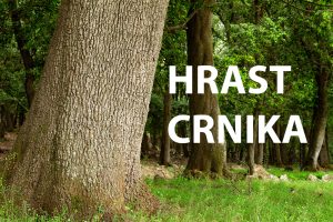 hrast, crnika, česvina, česmina, Quercus ilex