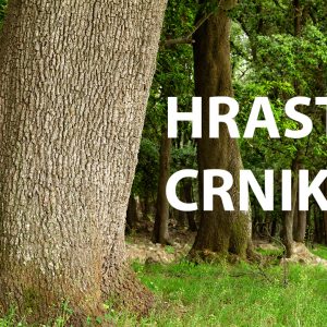 hrast, crnika, česvina, česmina, Quercus ilex