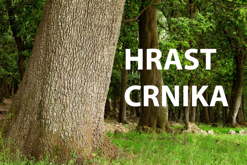 hrast, crnika, česvina, česmina, Quercus ilex