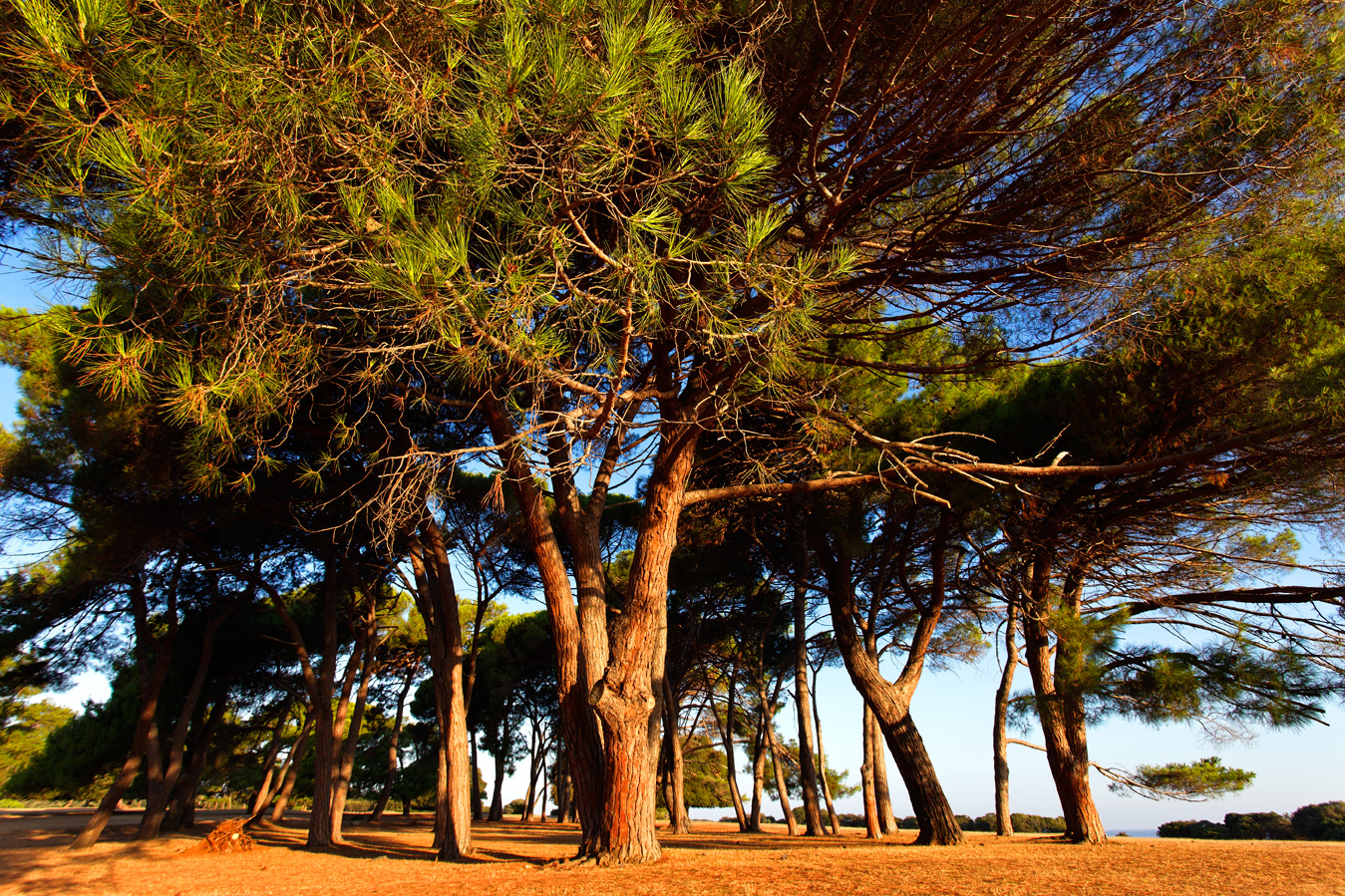 Alepski bor – mirisno drvo Jadrana