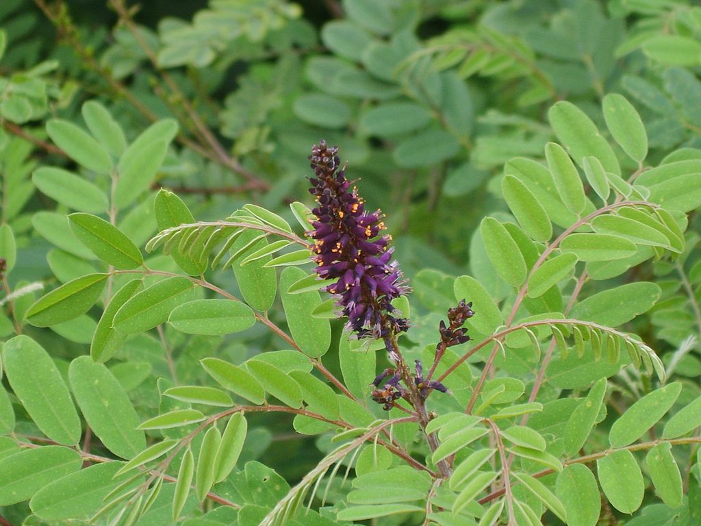 Čivitnjača (Amorpha fruticosa L.)