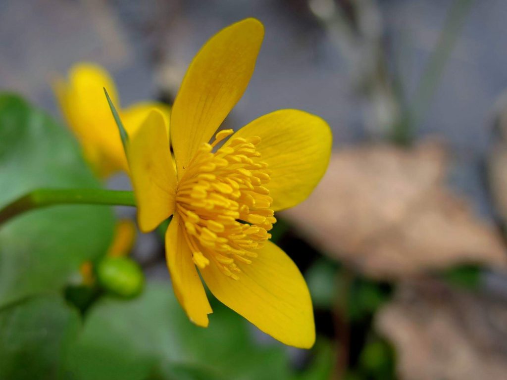 Kaljužnica, Caltha palustris