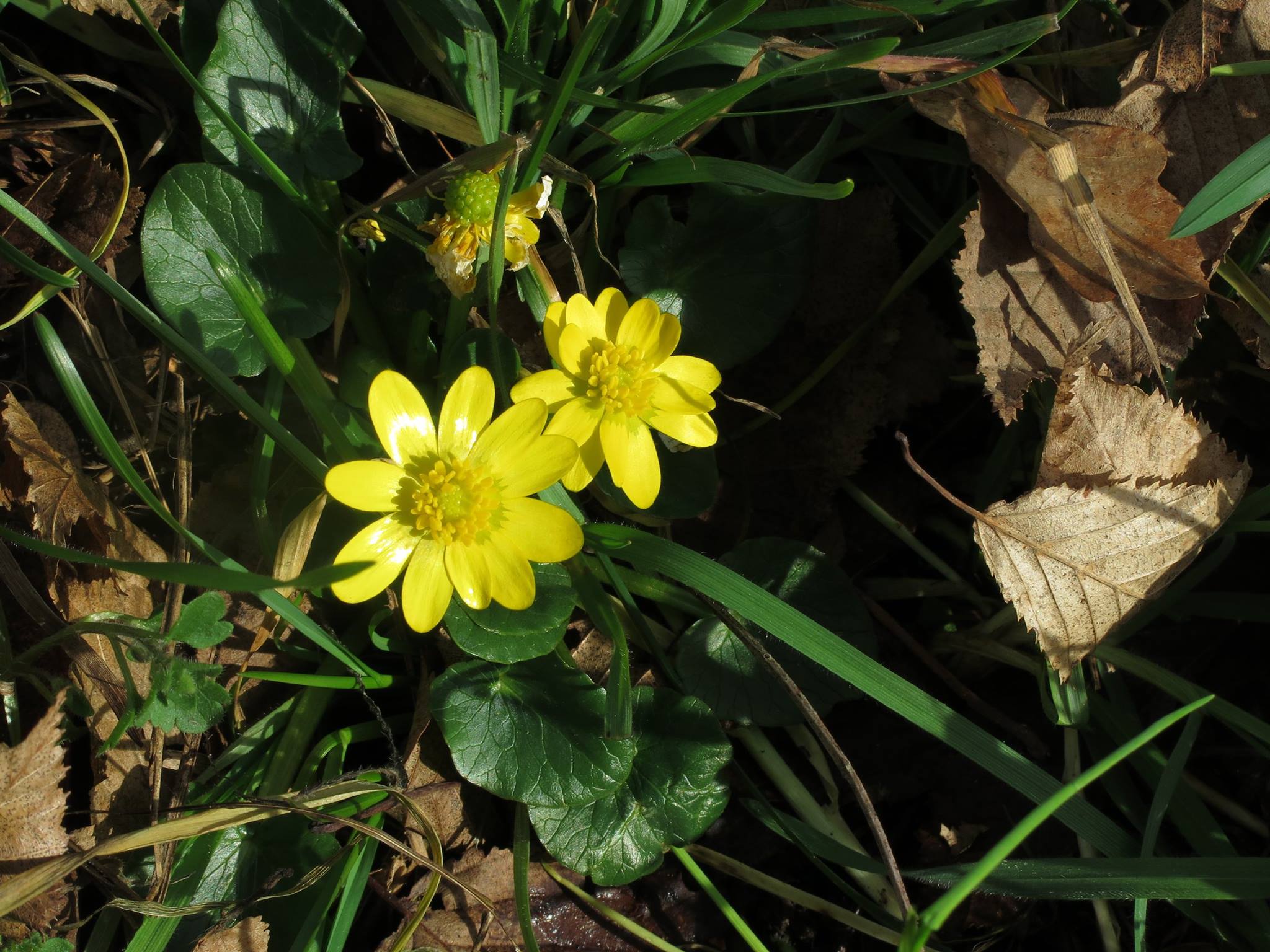 Zlatica (Ranunculus ficaria)