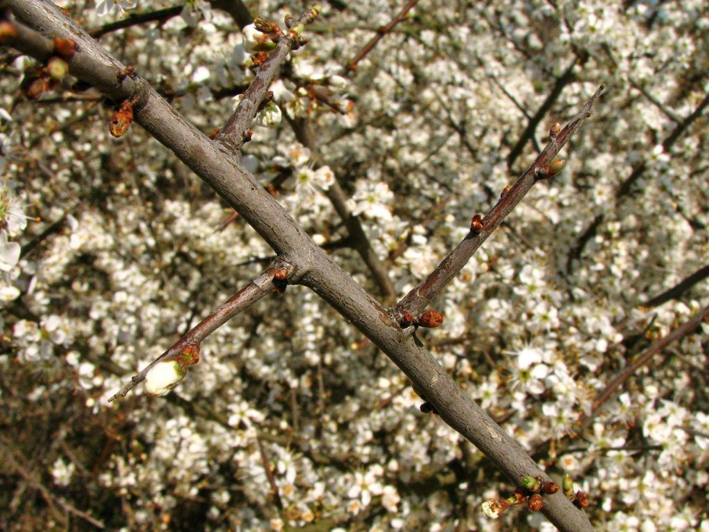 Trnina, Prunus spinosa