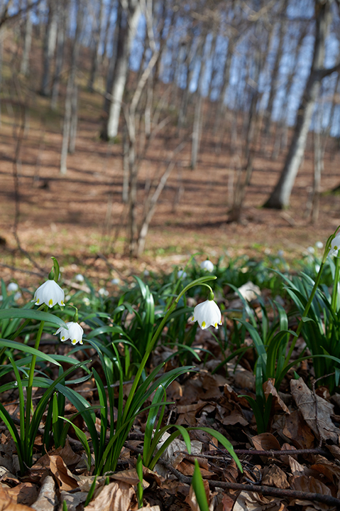 Proljetni drijemovac, Leucojum vernum