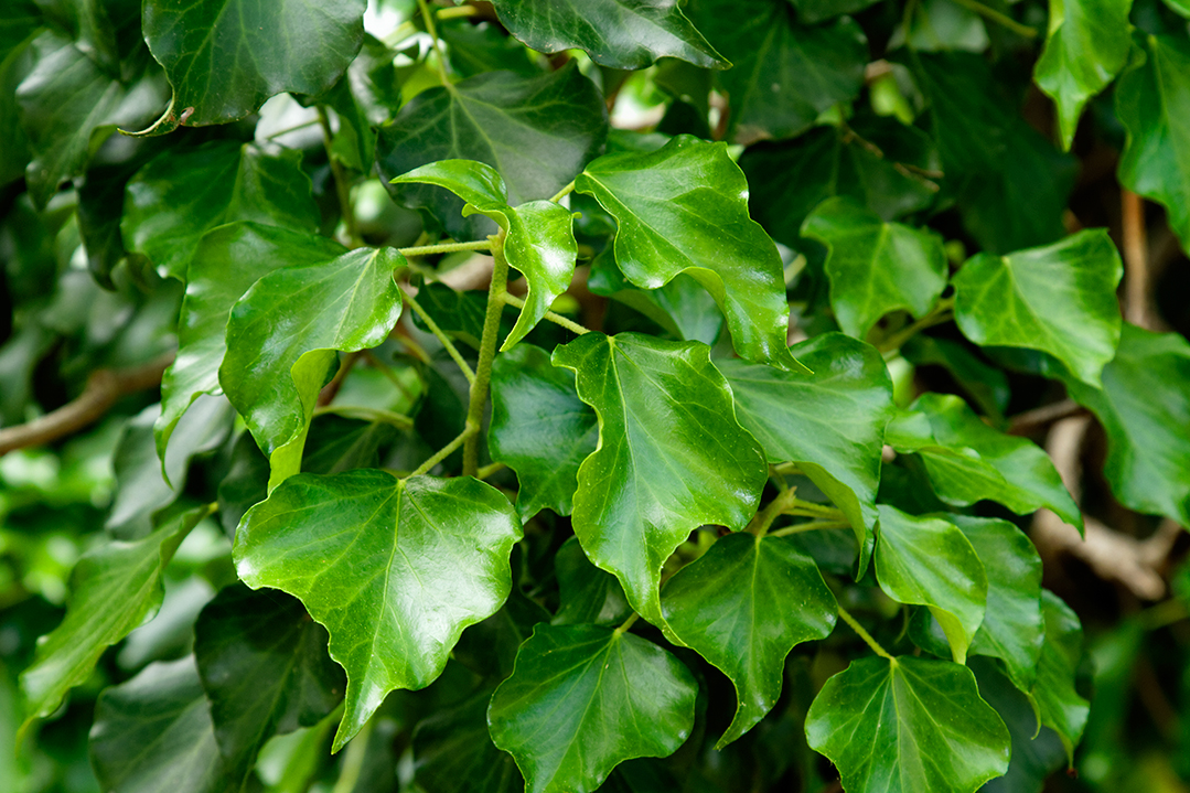 Bršljan (Hedera helix) – biljka penjačica