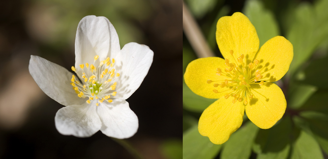 Bijela šumarica i žuta šumarica – šumski ukrasi ranog proljeća